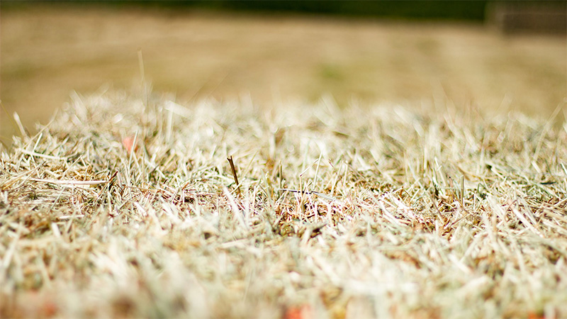 2021 Hay and Straw Orders