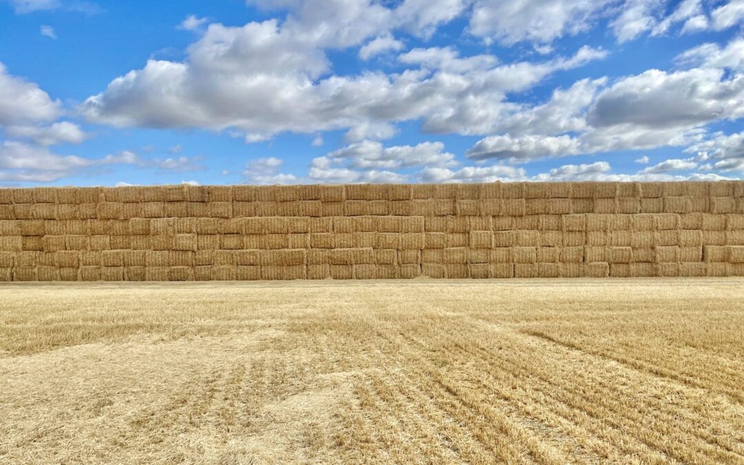 Wall of straw bales